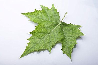 荷兰法院裁定 《FIFA》抽卡系统没有违反该国法律